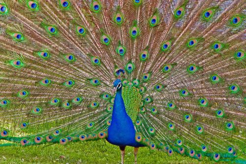 peacock wilhelma stuttgart