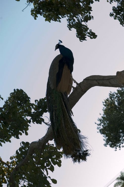 peacock tree summer