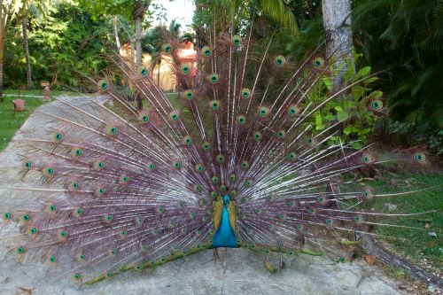 peacock animal peacock feather