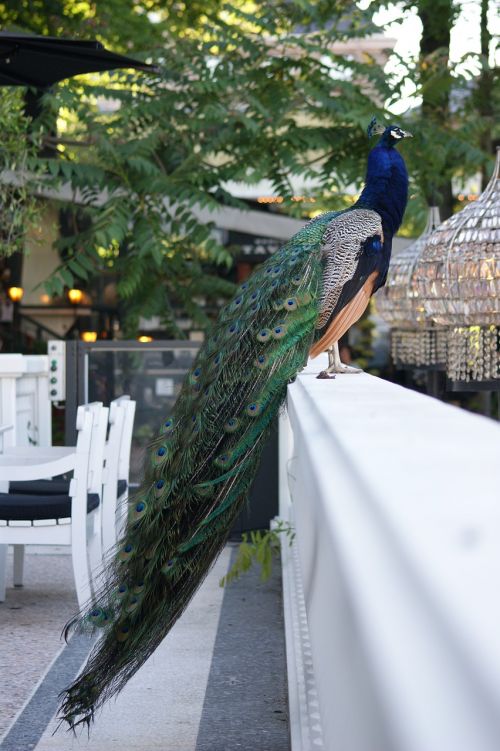 peacock bird proud