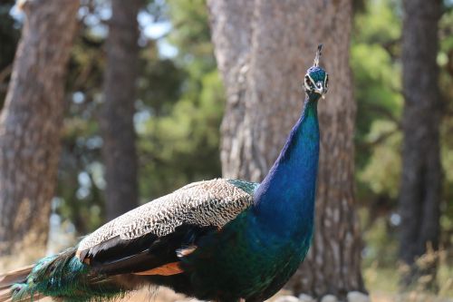 peacock bird blue