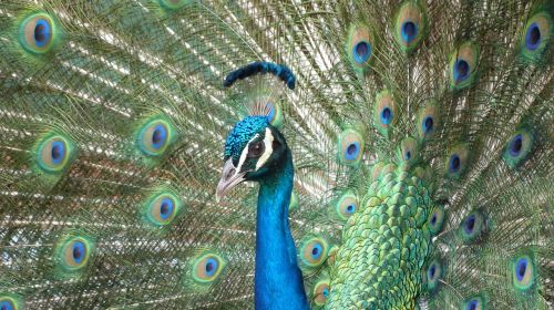 peacock bird feathers