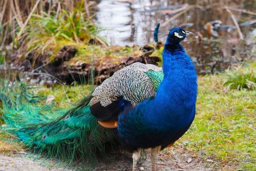 peacock blue birds peacock