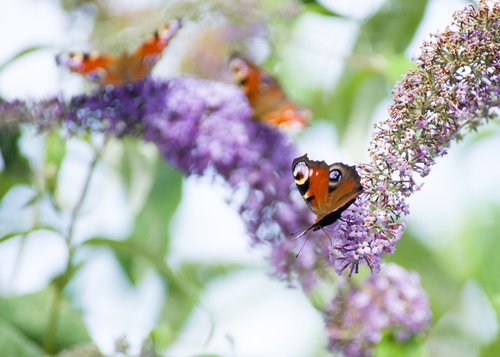 peacock butterflies  buddleia  insects