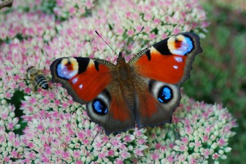 peacock butterfly butterfly close