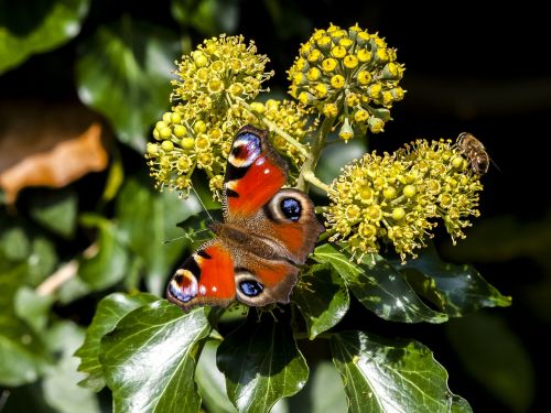 peacock butterfly peacock butterfly