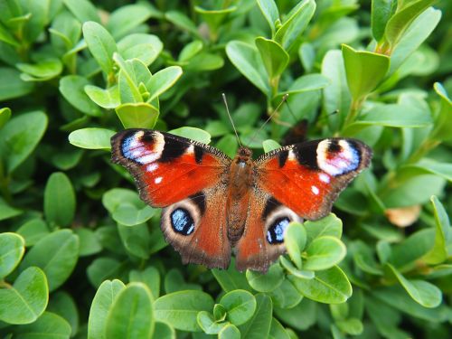 peacock butterfly butterfly nature