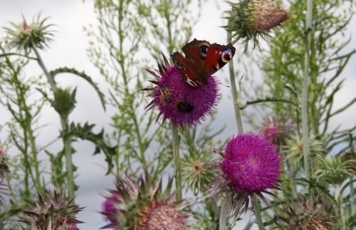 peacock butterfly thistle butterfly