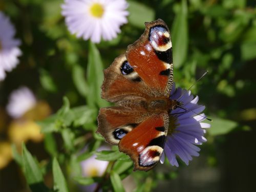 peacock butterfly butterfly insect