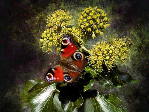 peacock butterfly peacock butterfly