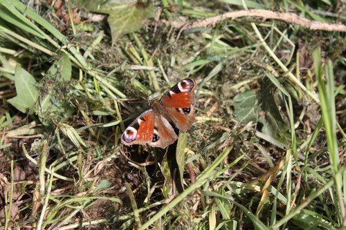 peacock butterfly  butterfly  peacock