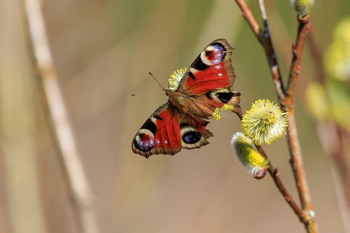 peacock butterfly  butterfly  age moths