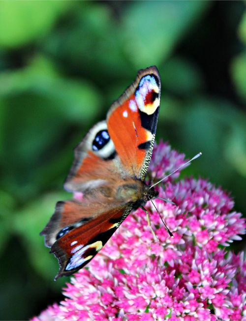 peacock butterfly butterfly insect