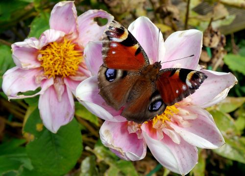 peacock butterfly butterfly insect