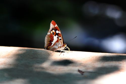 peacock butterfly butterfly wood