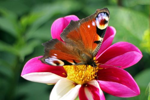 peacock butterfly butterfly peacock