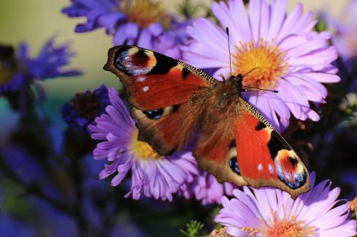 peacock butterfly butterfly peacock