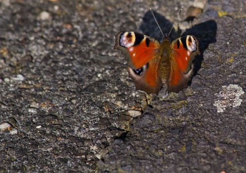 peacock butterfly butterfly close