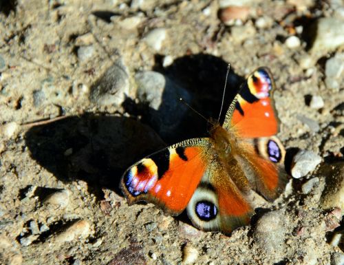 peacock butterfly butterfly shadow