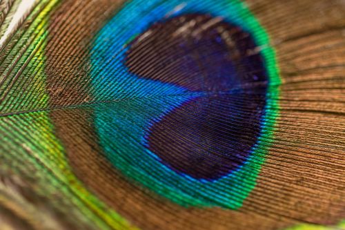 peacock feather feather peacock