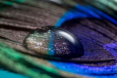 peacock feather feather drip