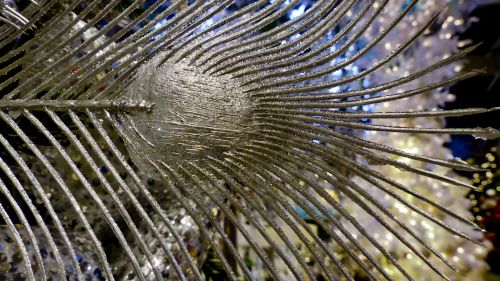 Peacock Feather