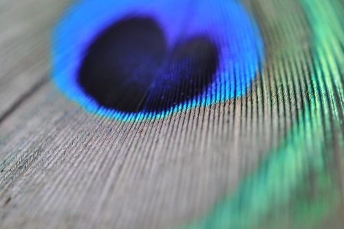 peacock feather macro structure