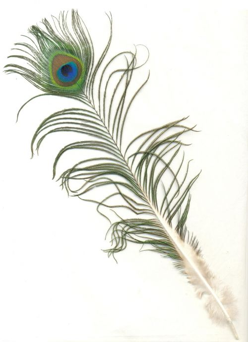 peacock feather male indian