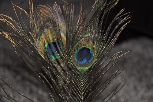 peacock feather macro feather