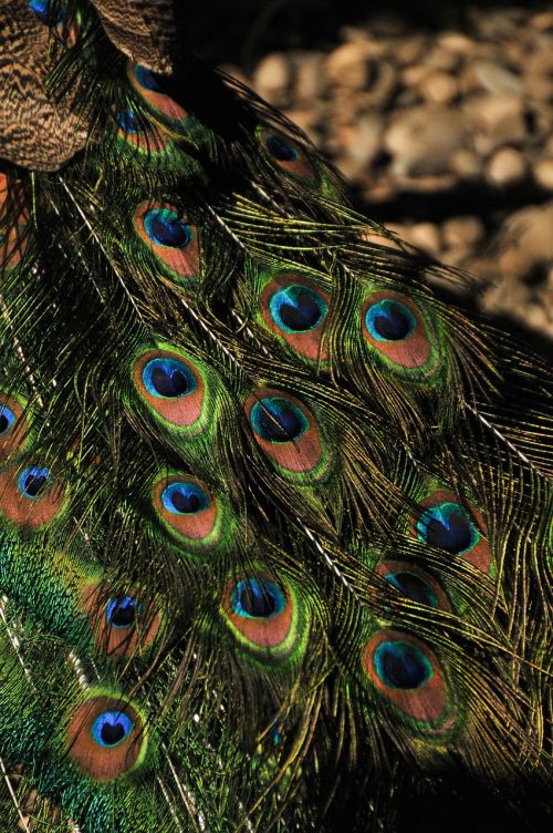 peacock feather pattern tail