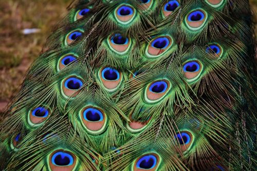 peacock feathers colorful bird