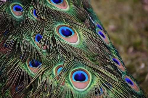 peacock feathers colorful bird