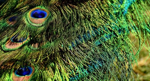 peacock feathers colorful iridescent