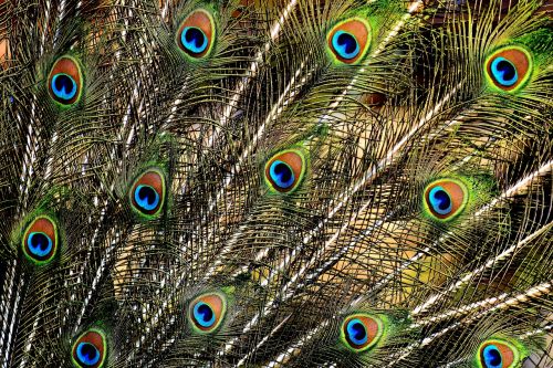 peacock feathers colorful bird