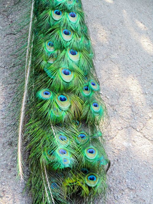 peacock feathers peacock green