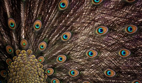 peacock feathers wheel plumage