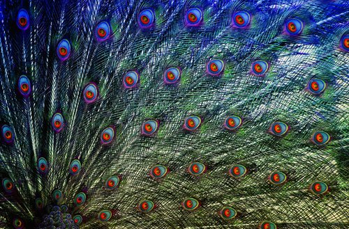 peacock feathers  colorful  feather