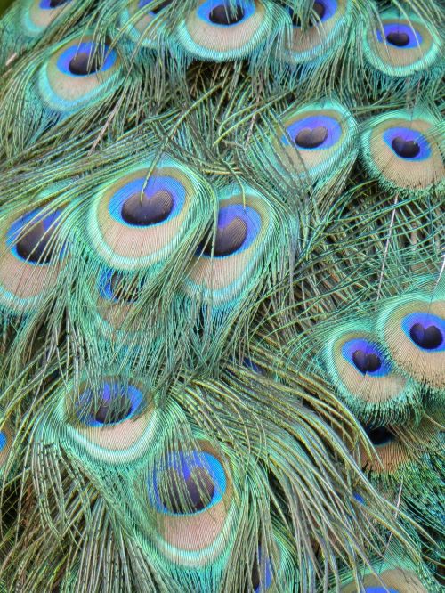 peacock feathers peacock color