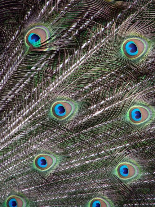 peacock feathers male arrangement