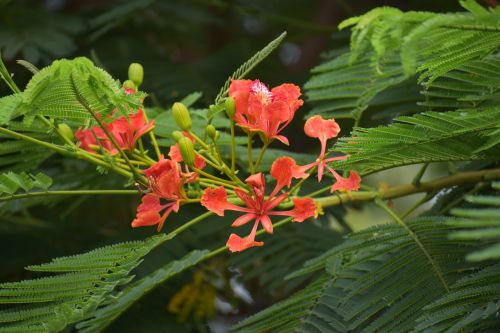 peacock flower red bird of paradise flower