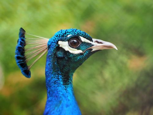 peacock head peacock blue