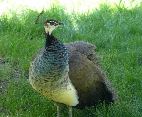 peacock hen vigilant pheasant-like