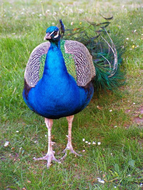 peacock korunkatý male peacock