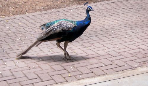 Peacock On Paving