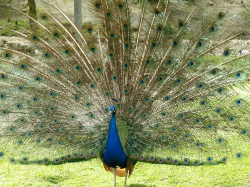 peacock wheel peacock color