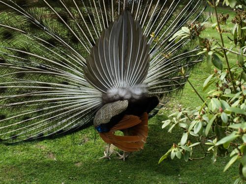 peacock wheel peacock feather