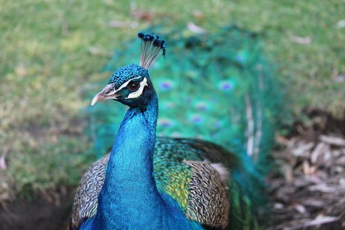 peacok  blue  colors