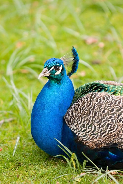 peafowl peacock bird