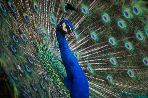 peafowl peacock blue