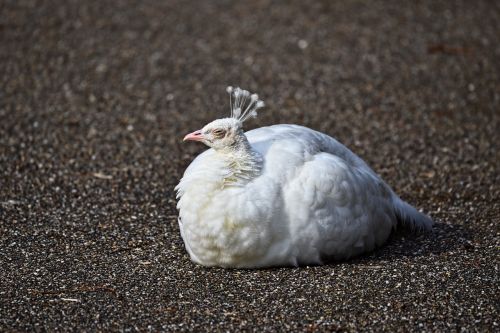 peafowl white peahen peahen